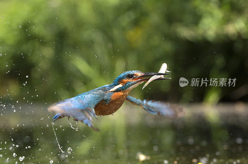 翠鸟与鱼一起飞翔(Alcedo atthis)